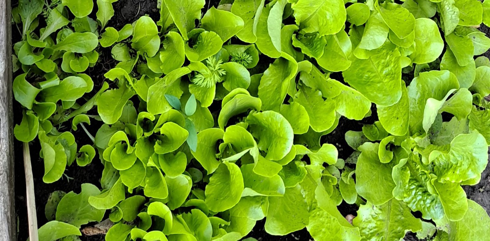 Lettuce greens growing normally. no seeds yet for harvest.