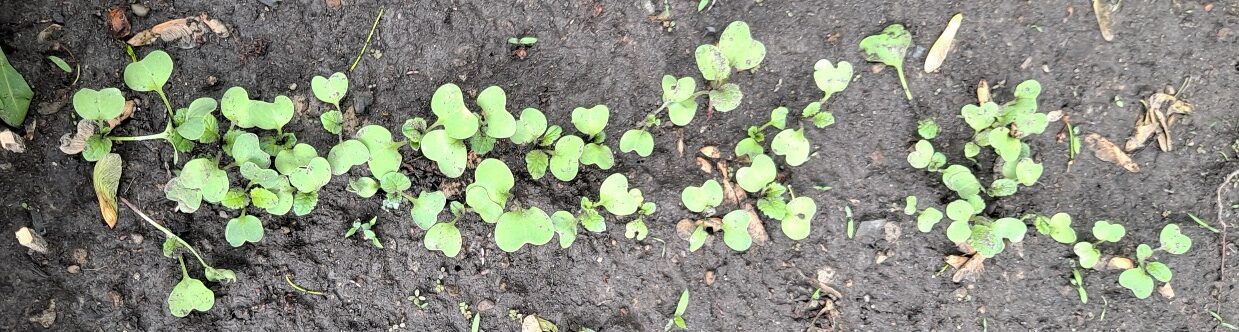 sprouted new radishes