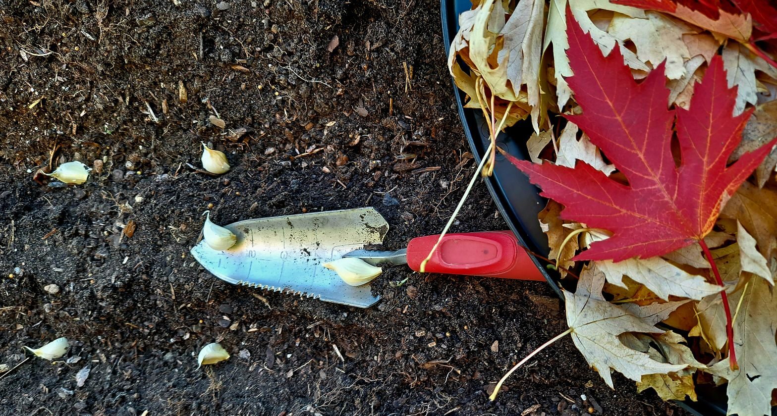 part of 2 rows of fall garlic being planted in trenches using a ruled trowel. Fall leaves are set aside for mulching at the end